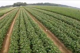 Onderzoeksplatform akkerbouw Proeftuin Zwaagdijk 2015