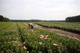Innovatie in de Bloembollensector
